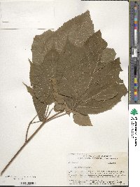 Acer pensylvanicum image