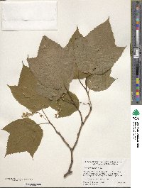 Acer pensylvanicum image