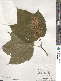 Acer pensylvanicum image