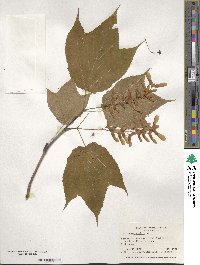 Acer pensylvanicum image