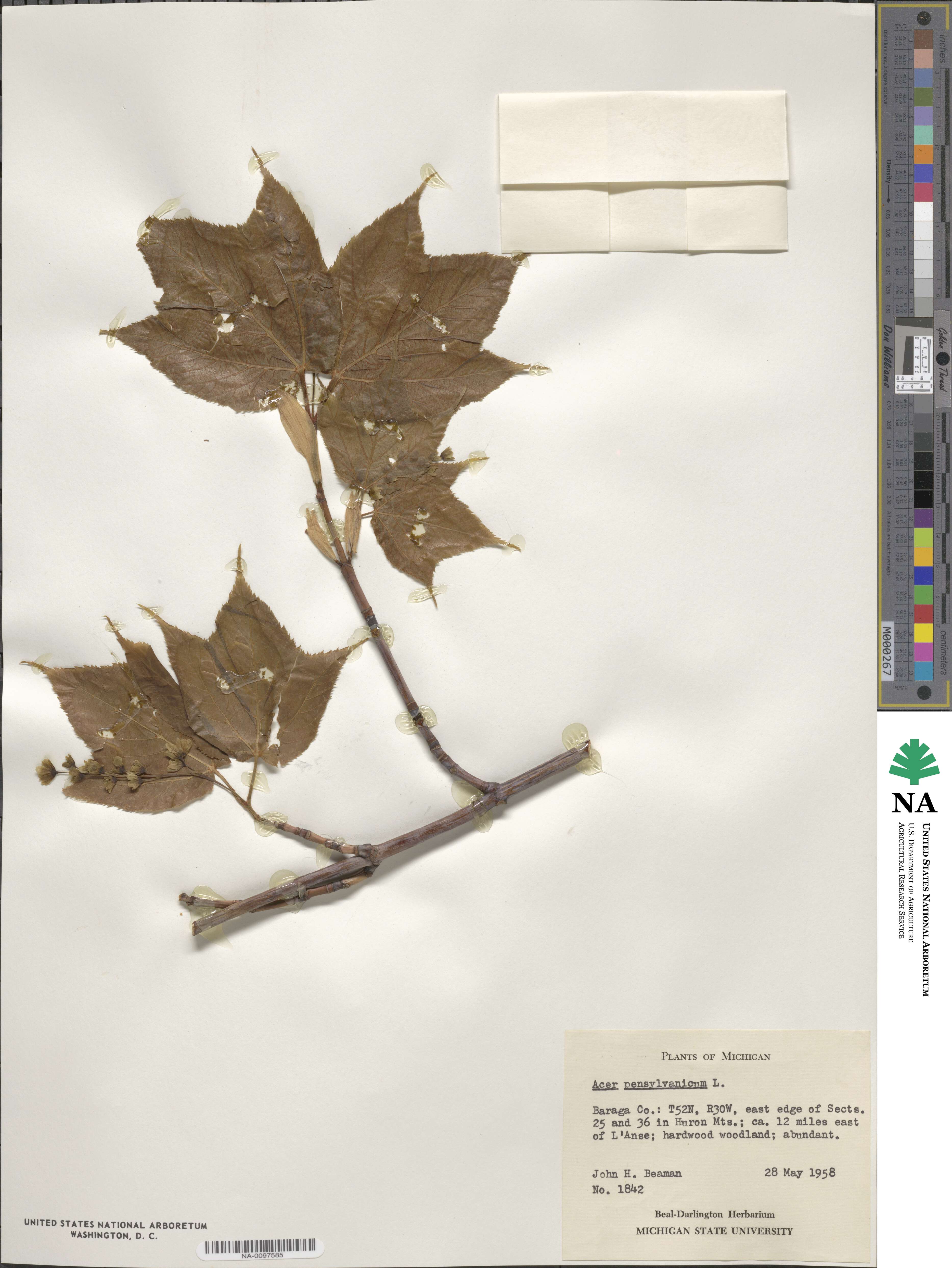 Acer saccharinum image