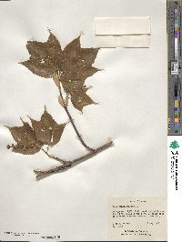 Acer saccharinum image