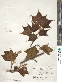 Acer pensylvanicum image