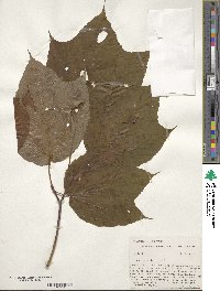 Acer pensylvanicum image