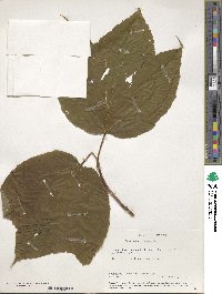 Acer pensylvanicum image