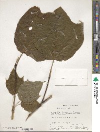 Acer pensylvanicum image