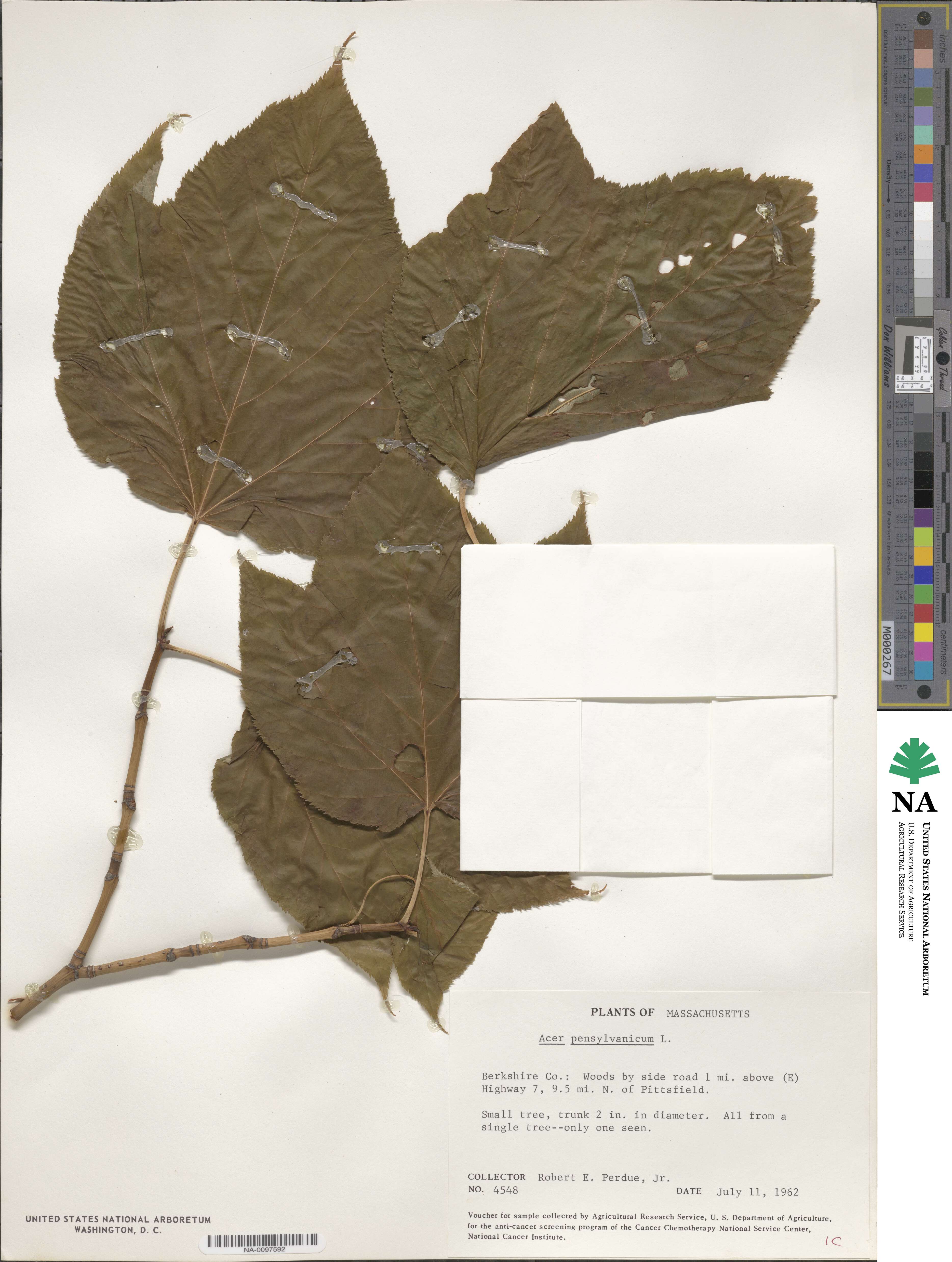 Acer pensylvanicum image