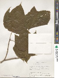 Acer pensylvanicum image