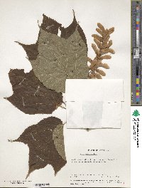 Acer pensylvanicum image