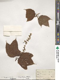 Acer pensylvanicum image