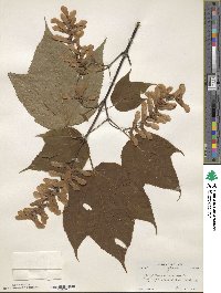 Acer pensylvanicum image