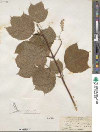 Acer pensylvanicum image