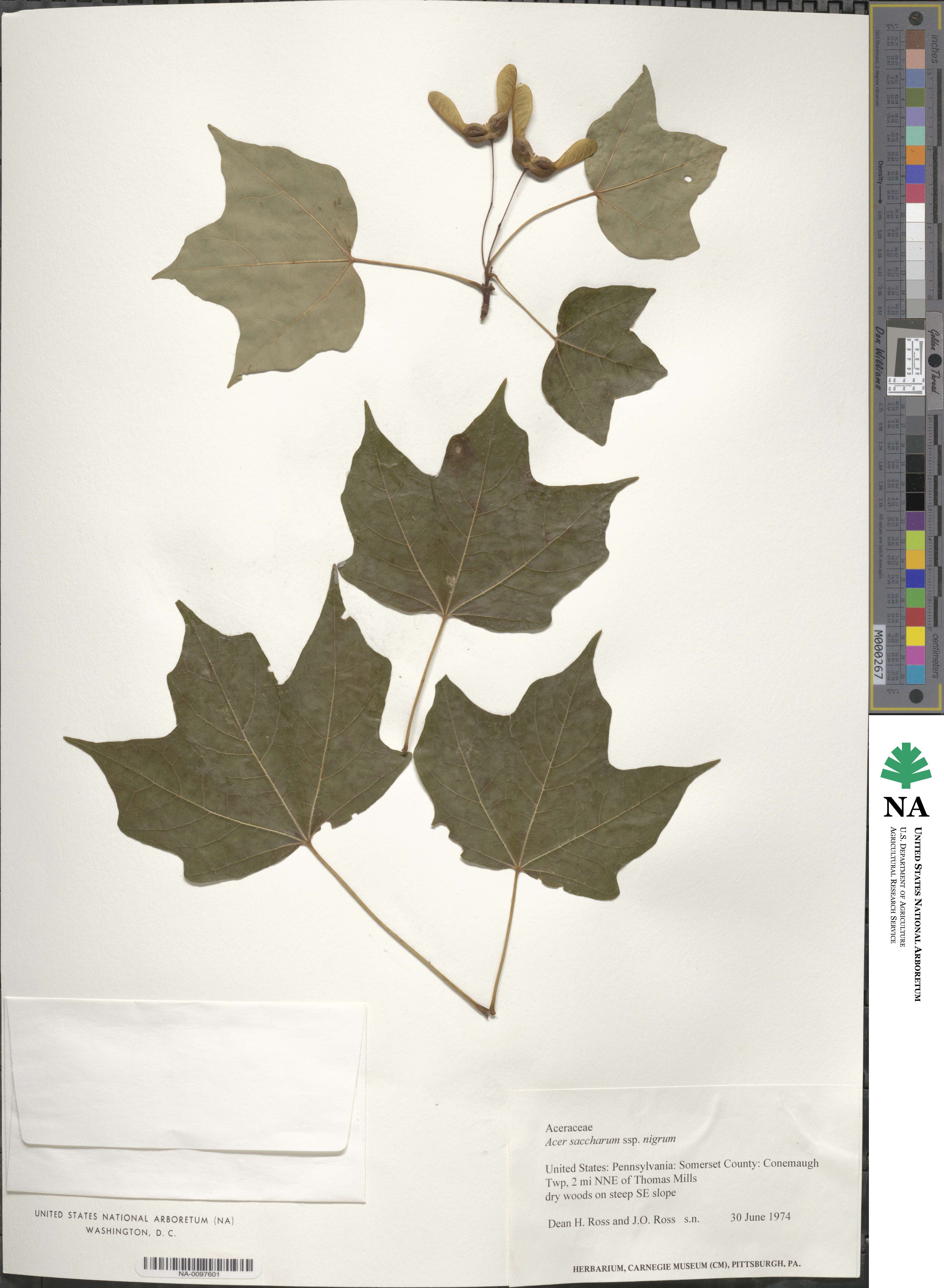 Acer nigrum image