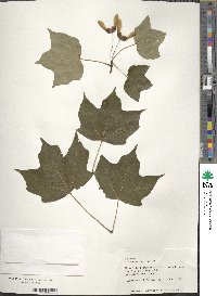 Acer nigrum image