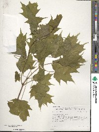 Acer saccharum subsp. saccharum image