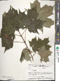 Acer saccharum image