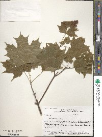 Acer saccharum subsp. saccharum image