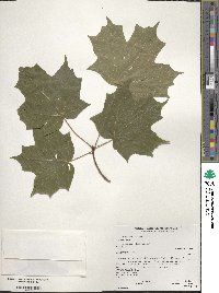 Acer saccharum image