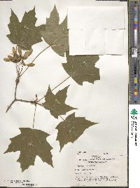 Acer saccharum image