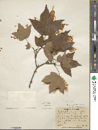 Acer saccharum subsp. saccharum image