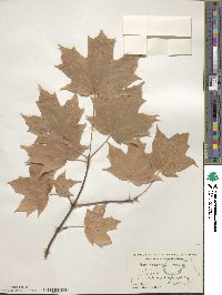 Acer saccharum image