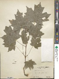 Acer saccharum subsp. saccharum image