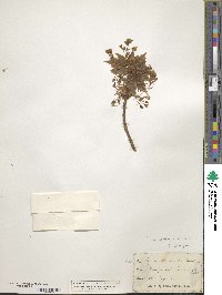 Acer saccharum image