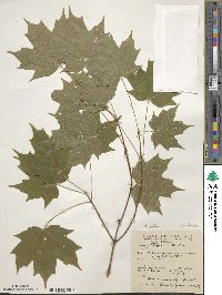 Acer saccharum image