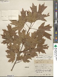 Acer saccharum image