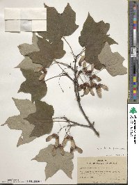 Acer saccharum subsp. saccharum image