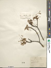 Acer saccharum image