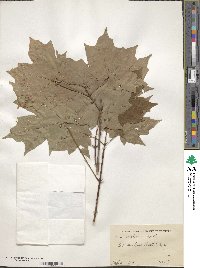 Acer saccharum subsp. saccharum image