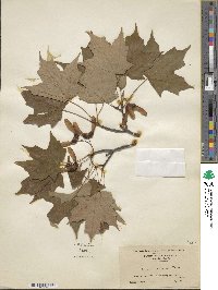 Acer saccharum image