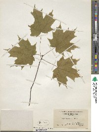 Acer saccharum image