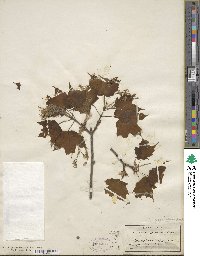 Acer saccharum subsp. saccharum image