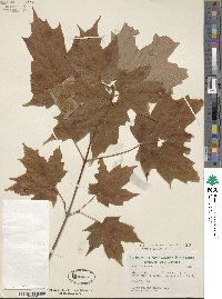 Acer saccharum image