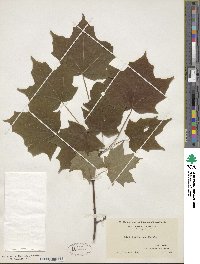 Acer saccharum image