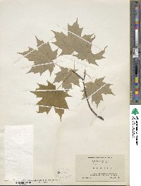 Acer saccharum image