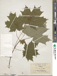 Acer saccharum image