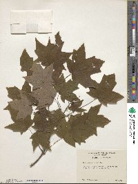 Acer saccharum image