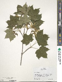 Acer saccharum image