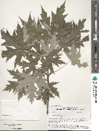 Acer saccharum subsp. saccharum image