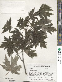 Acer saccharum image