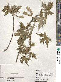 Acer saccharum image