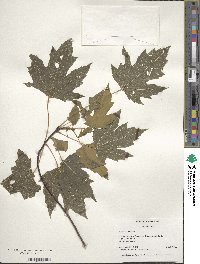 Acer saccharum subsp. saccharum image