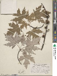 Acer saccharum subsp. saccharum image