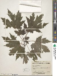 Acer saccharum subsp. saccharum image