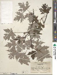 Acer saccharum subsp. saccharum image