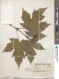 Acer saccharum image