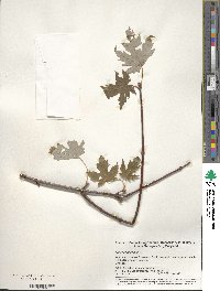 Acer saccharum image